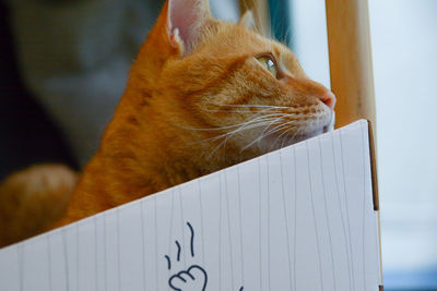 Close-up of a cat looking away