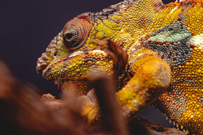 Close-up of an lizard