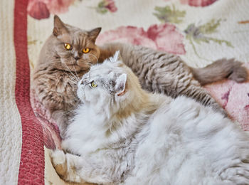 Two british cats, longhaired and shorthaired, look out the window on the bed