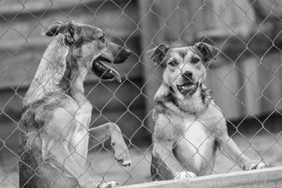 Dog looking through chainlink fence