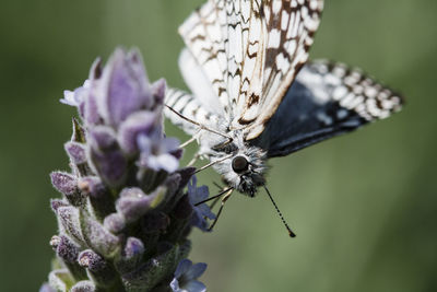 Close-up of butterfly on lavender