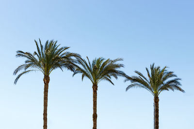 Three palm trees against a blue sky