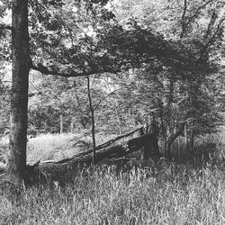 Trees on grassy field