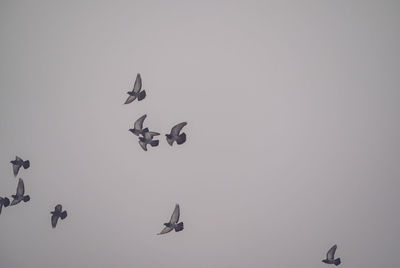 Low angle view of birds flying against clear sky