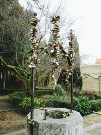 Plants growing on tree