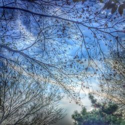 Low angle view of trees against sky