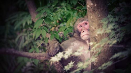 Monkey on tree