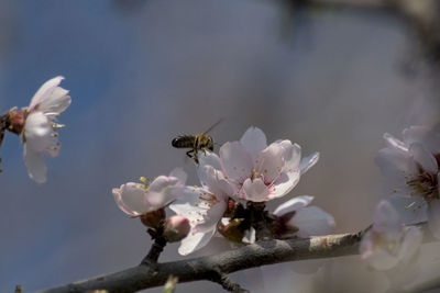 Close-up of bee pollinating flower
