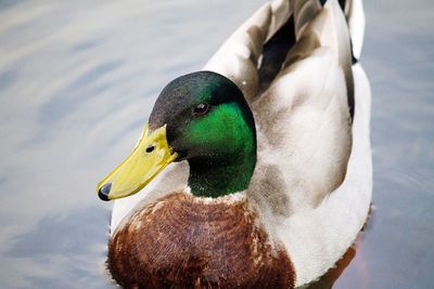 High angle view of mallard duck swimming in lake