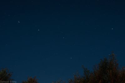 Low angle view of trees against sky at night