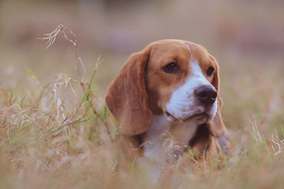 Dog looking away on field