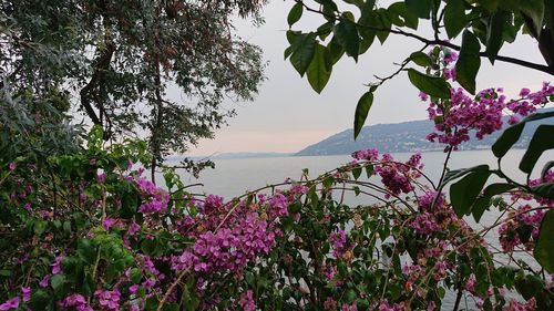 Pink flowering plants against sky