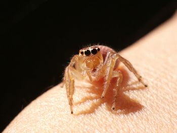 Close-up of spider on black background