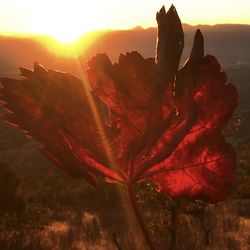 Close-up of red flowering plant against sky during sunset