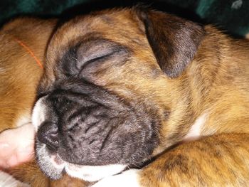 Close-up of dog with hand