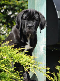 Portrait of dog