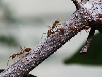 Close-up of ant on plant