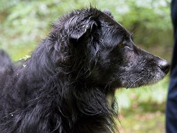 Close-up of black dog