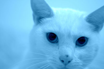 Close-up portrait of a cat