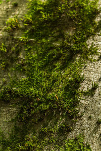 Close-up of moss growing on tree