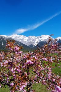 View of flowering plants against blue sky