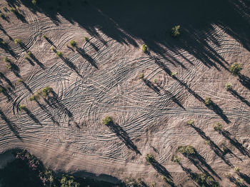 High angle view of trees growing on field