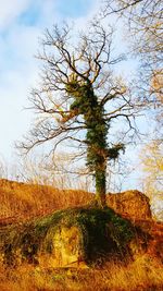 Bare trees on field