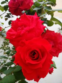 Close-up of red rose