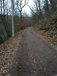 Dirt road amidst trees in forest