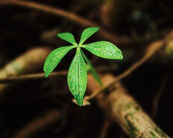 Close-up of plant