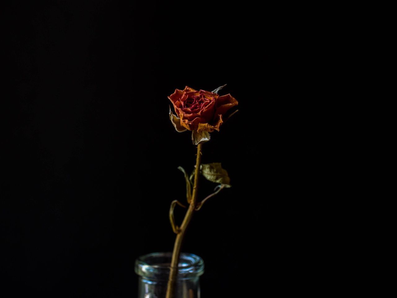 black background, studio shot, flower, nature, freshness, red, fragility, no people, petal, growth, close-up, beauty in nature, flower head, day