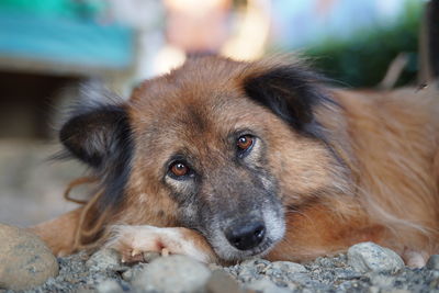 Close-up portrait of dog resting