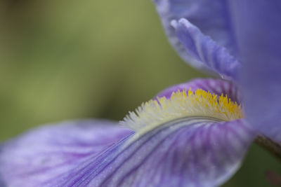 Purple flower with yellow filaments