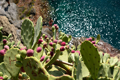 nopal