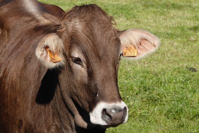 Close-up of cow on field