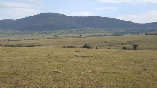 Scenic view of field against sky