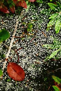 High angle view of leaves on tree