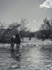 Horse standing in a water