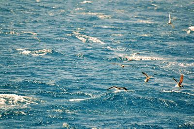 Seagulls flying over sea