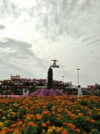 Plants growing against cloudy sky