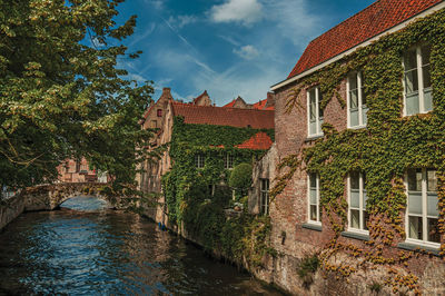 Bridge and brick buildings with creeper on the canal edge in a sunny day at bruges. belgium.