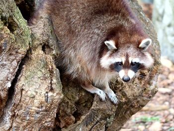 Close-up portrait of a tree