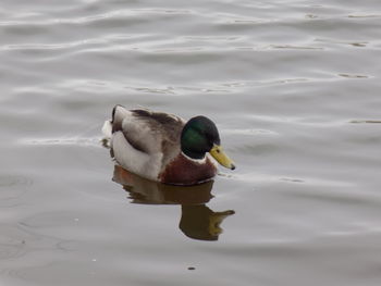 Duck swimming on lake