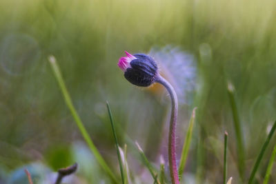 Close-up of  purple flower