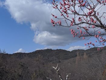 Low angle view of flowering tree against sky