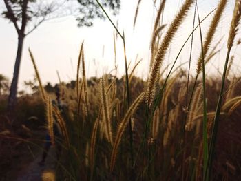 Close-up of wheat field against sky