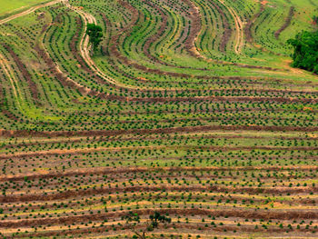 Full frame shot of agricultural field