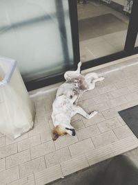 High angle view of cat relaxing on floor at home