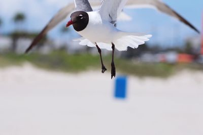 Seagull flying