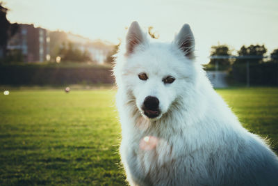 Close-up portrait of white dog on field